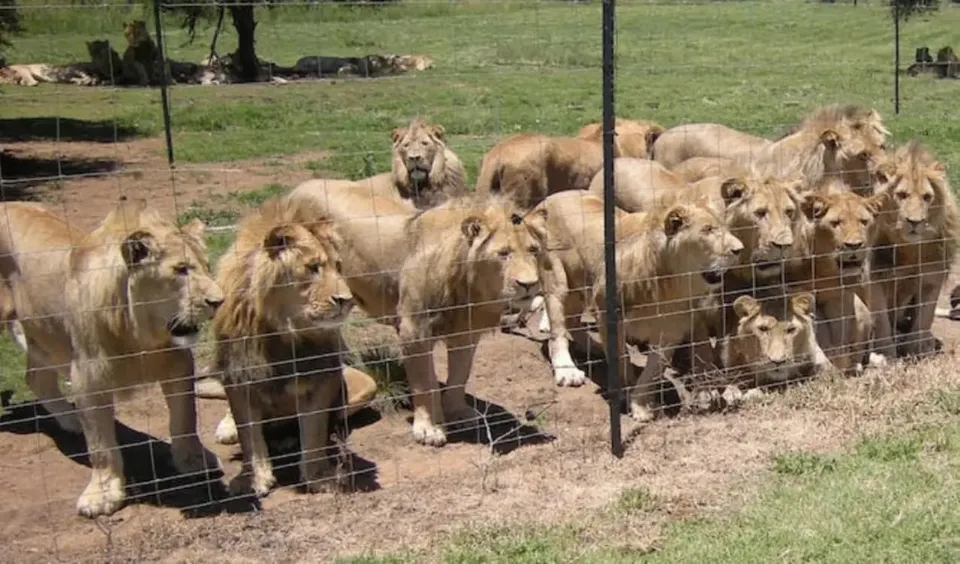 lions.jpg