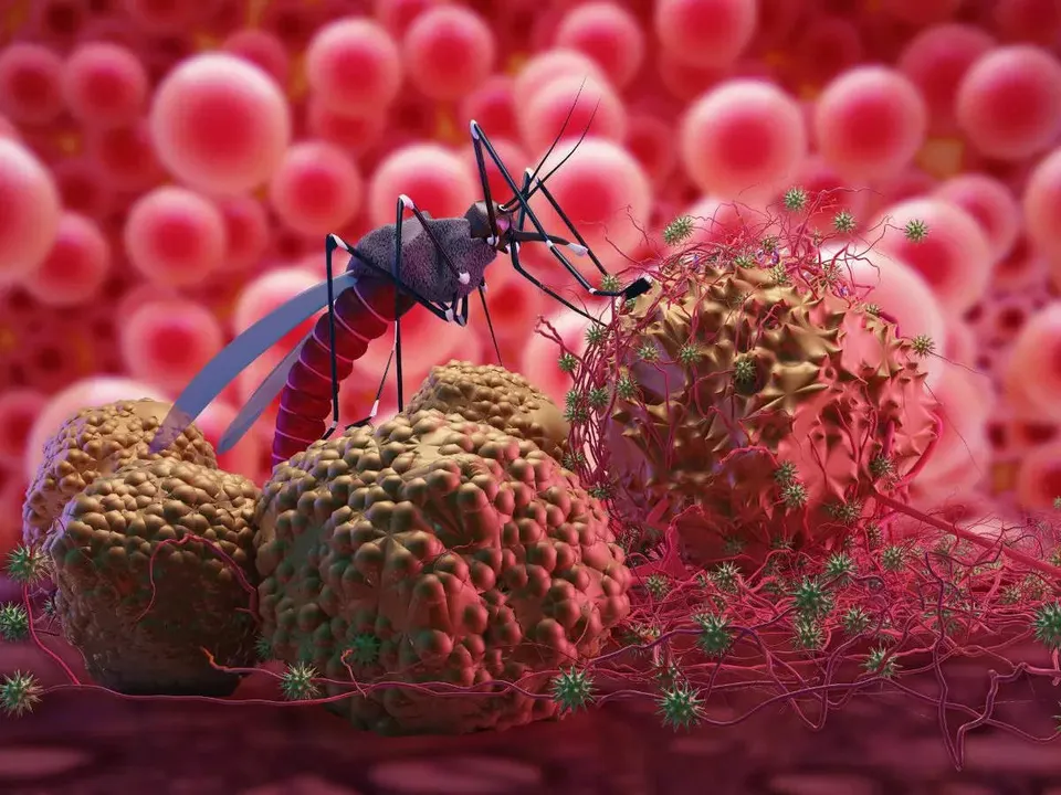 dengue virus.jpg