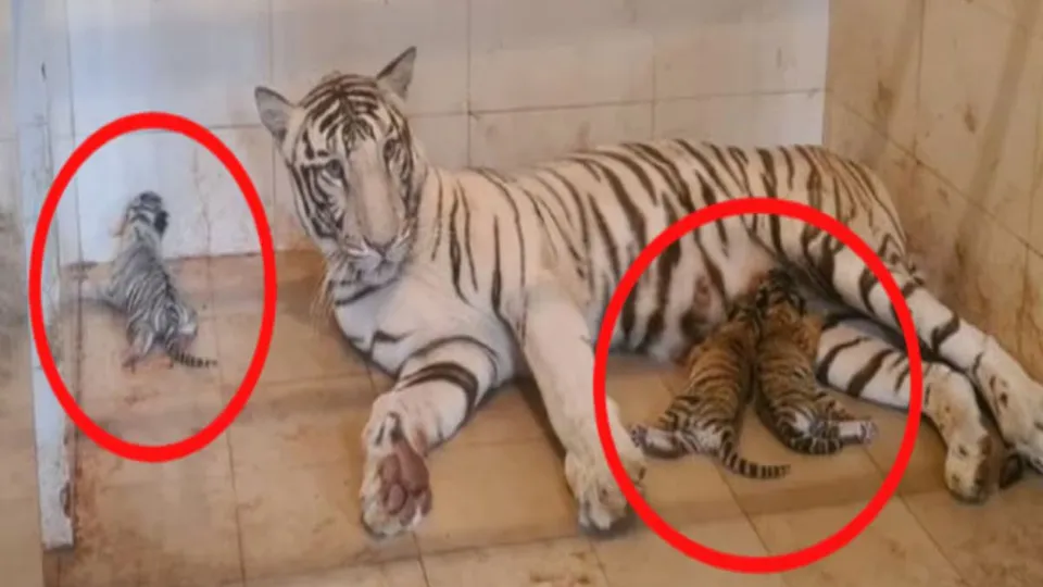 Tigress