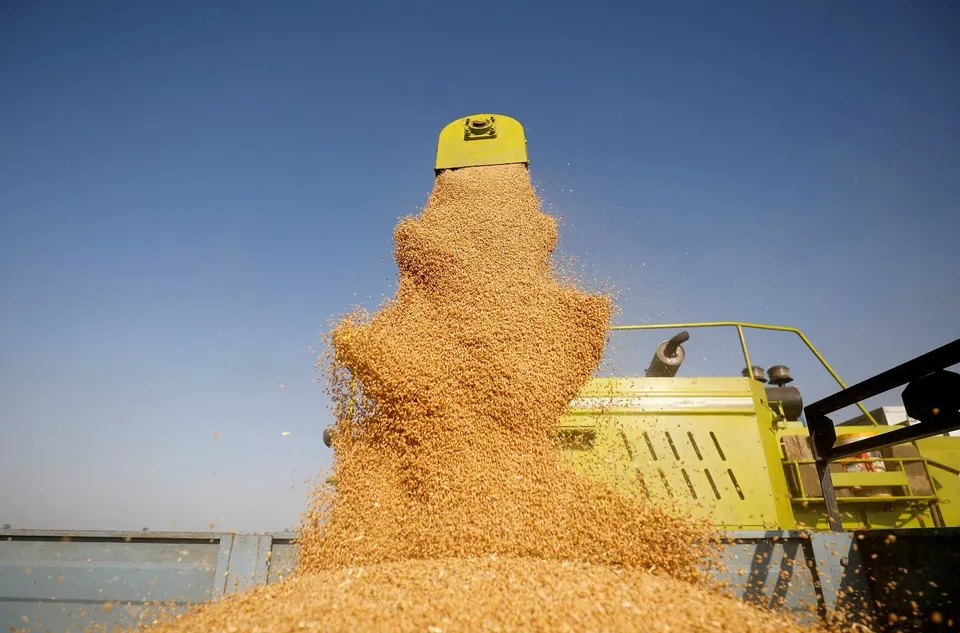 Wheat Agriculture Crop Farmer
