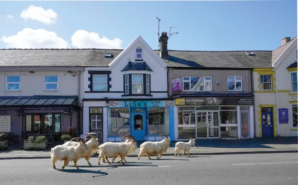 sheeps roaming on the street.jpg