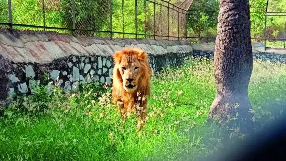 Vandalur Zoo.jpg