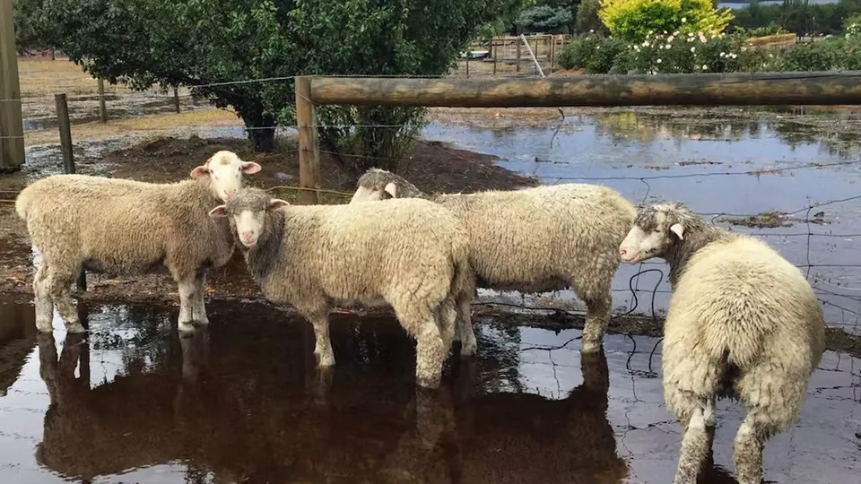 Climate Change Superbugs Sheep