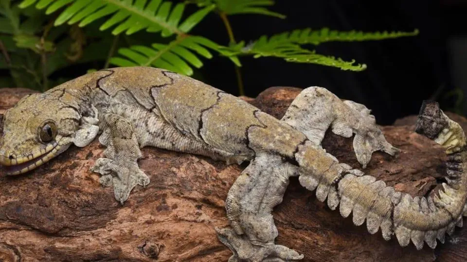 flying geckos.jpg