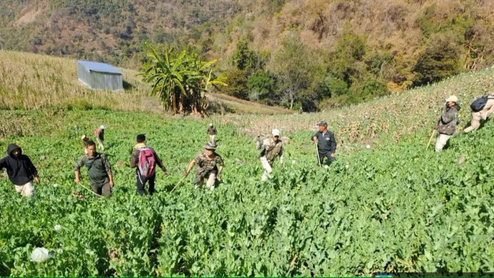 poppy cultivation in Manipur