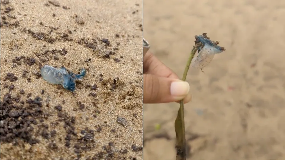 juhu beach jellyfish stingrays