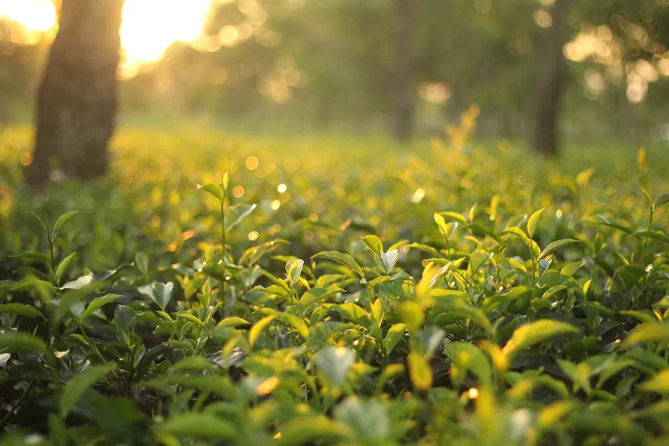 Tea leaves Darjeeling.jpg