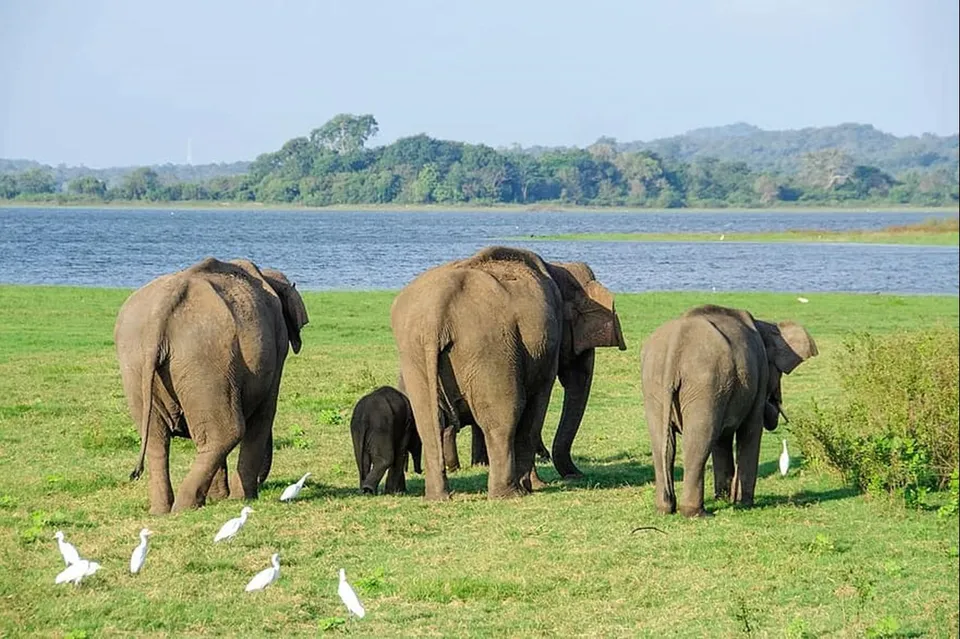 Elephant herd.jpg