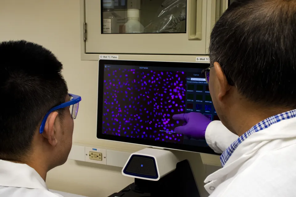Occludin protein scientists.jpg