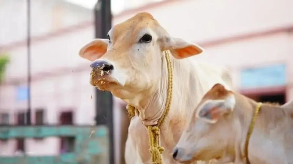 Maharashtra Cow Rajyamata