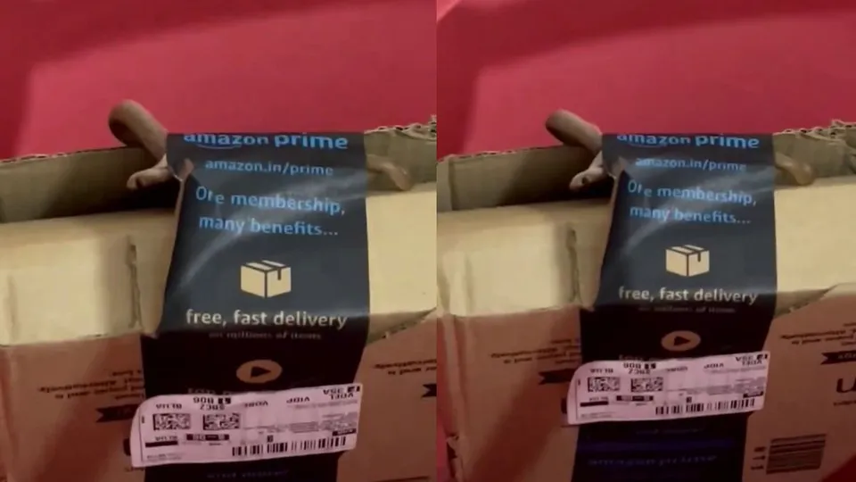A Bengaluru couple received a snake in their Amazon package on Wednesday