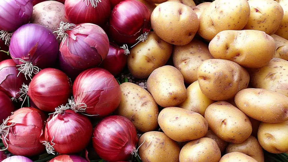 Potato onion