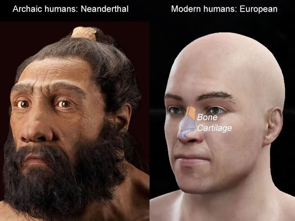Taller nose.jpg
