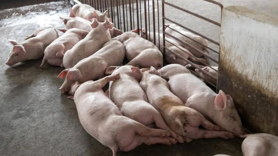 African swine flu