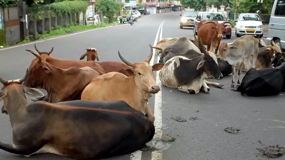 Stray cow bull