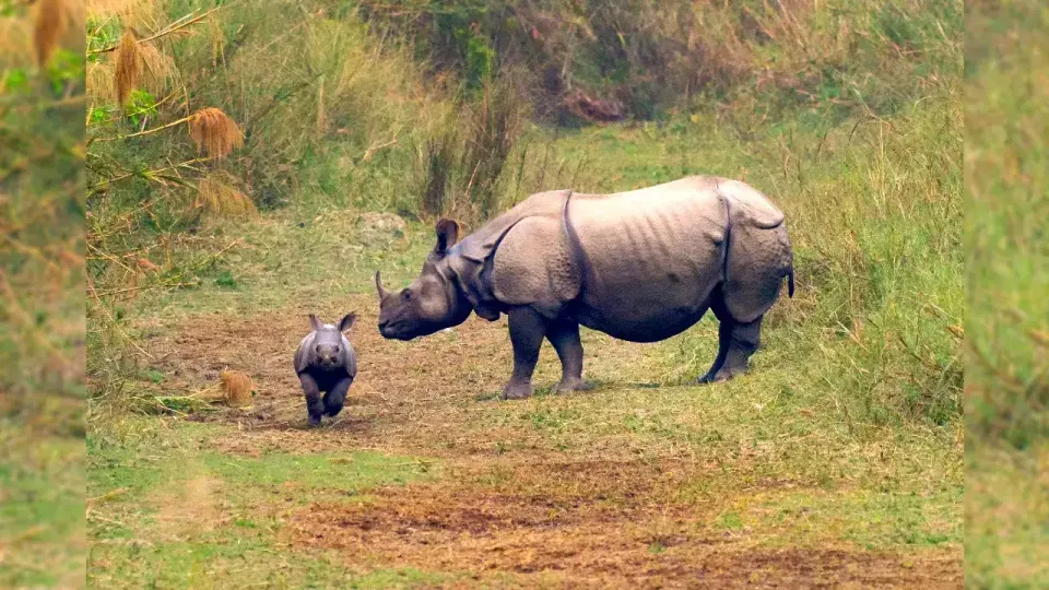 One Horn Rhino
