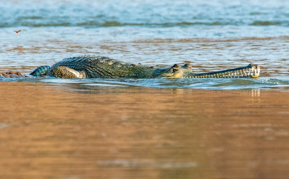 Indian Gharial.jpg