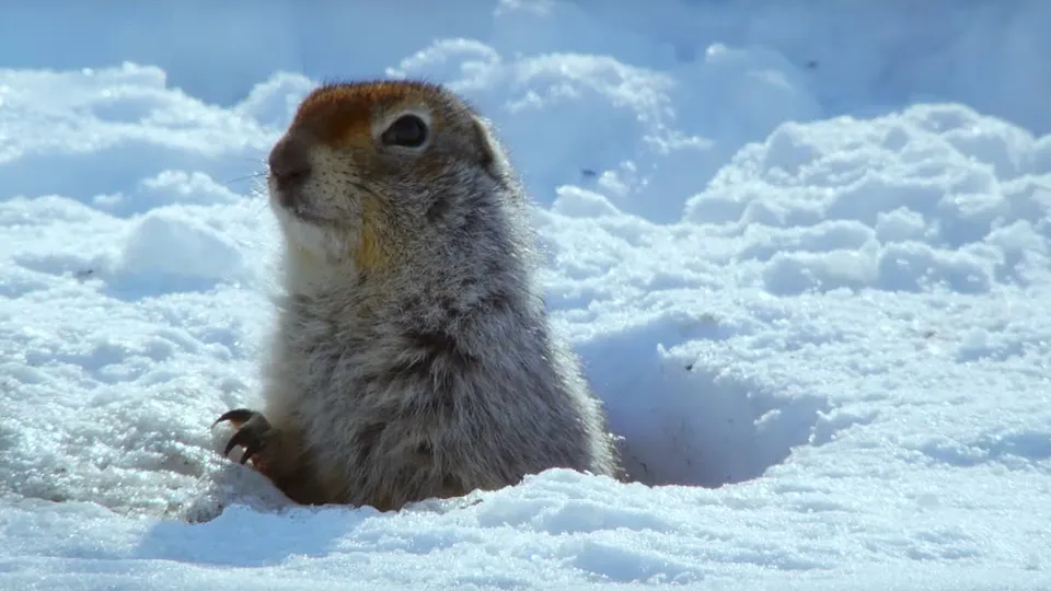 Arctic ground squirrels.jpg