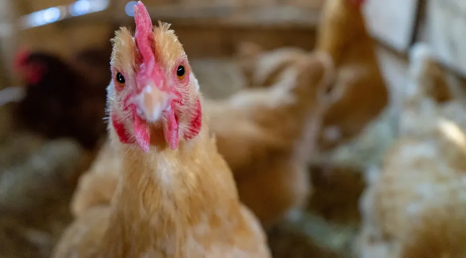 bird flu.jpg