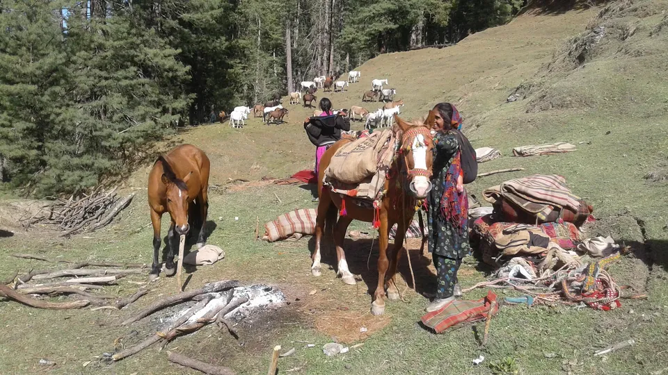 Nomads Kathua.jpg