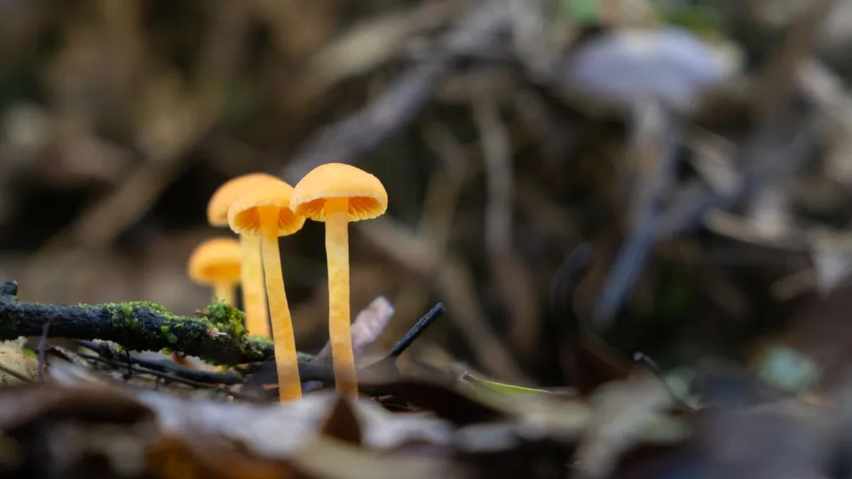 Colourful fungi mushroom
