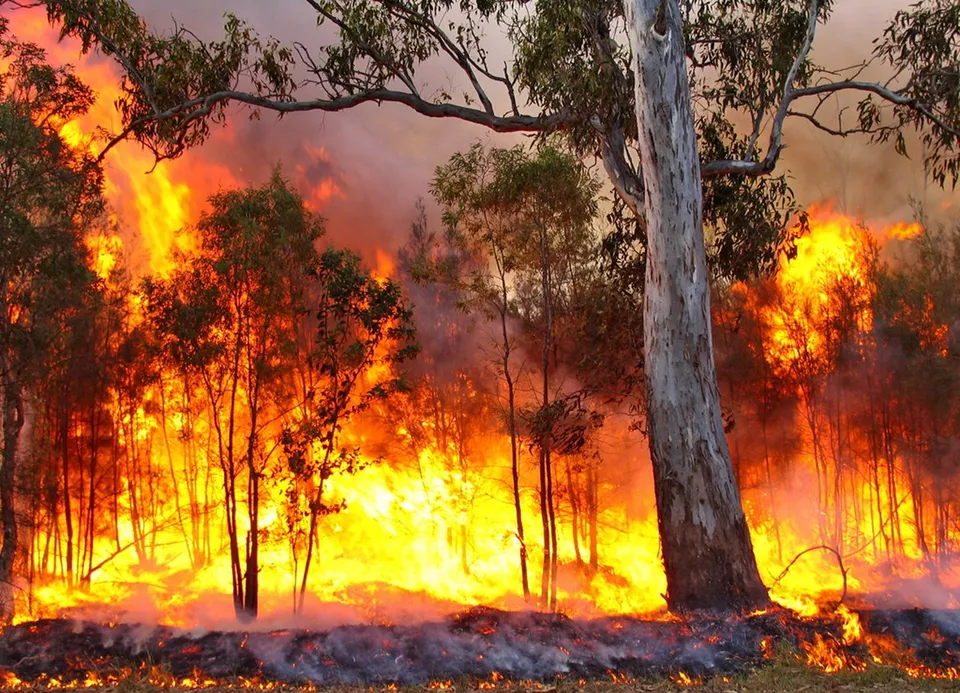 Bushfire.jpg