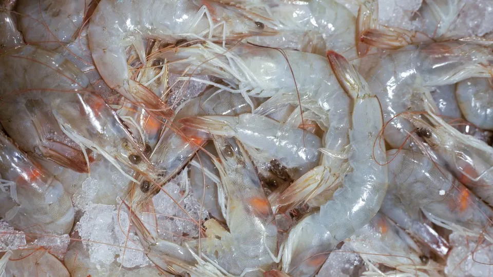 shrimp market
