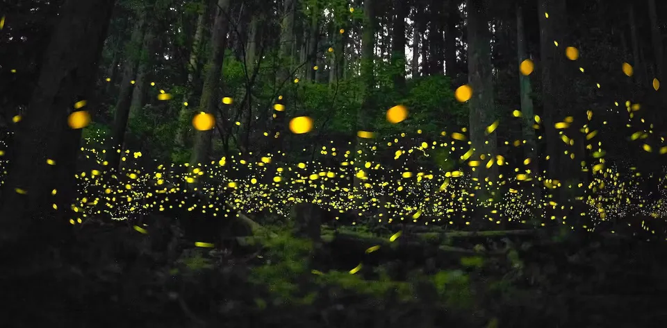 Fireflies.jpg