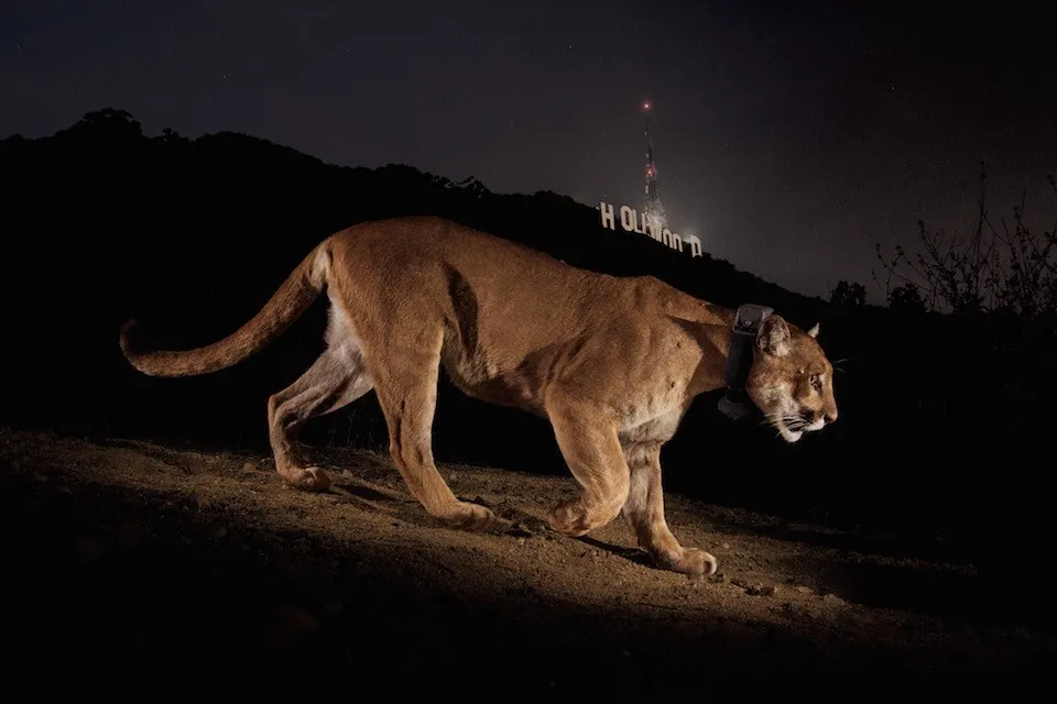 Hollywood mountain lion