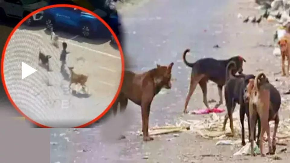 Hyderabad Stray Dogs