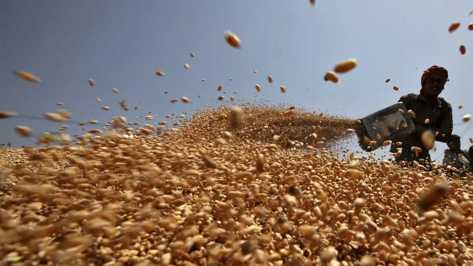 Seeds availability Rabi.jpg