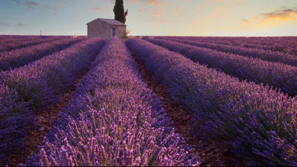 lavender valley.jpg