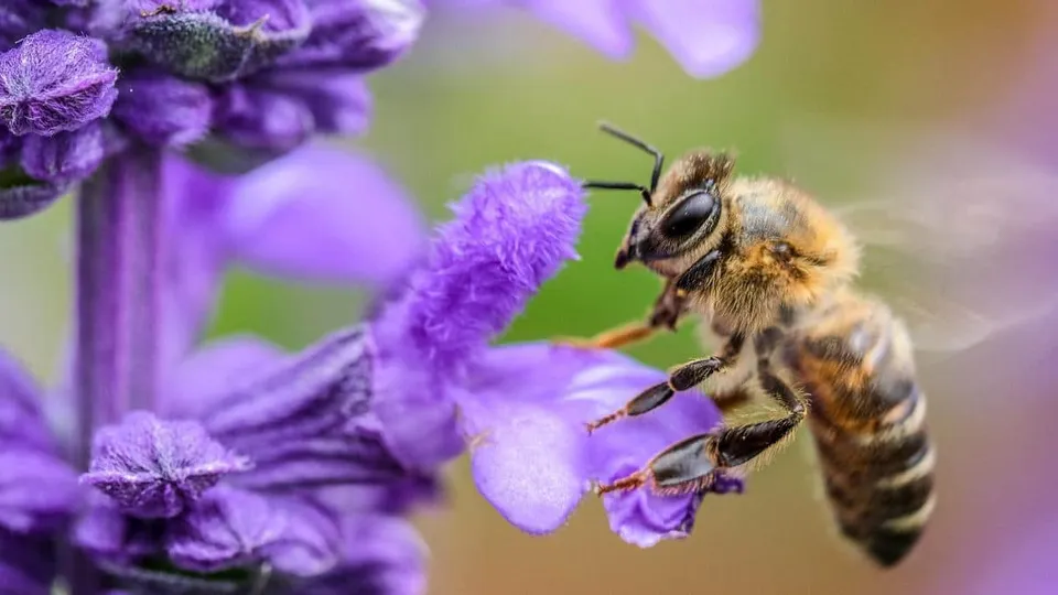 Insect Bee Flower Nature Earth Flora Fauna