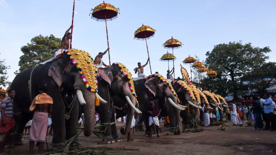 Caparisoned elephants participate in the 'pooram' festival as part of the Onam celebration, in Thrikkakara Mahadeva Temple in Kochi