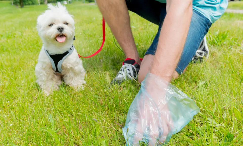 Dogs poo.png