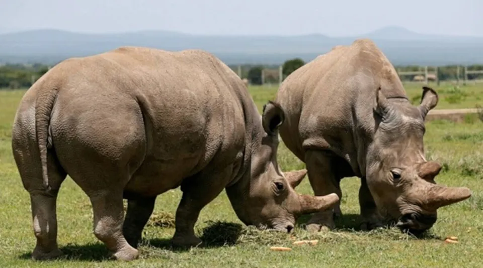 White Rhinos Africa.jpg