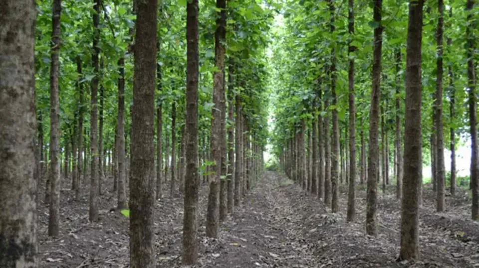 pulpwood plantation