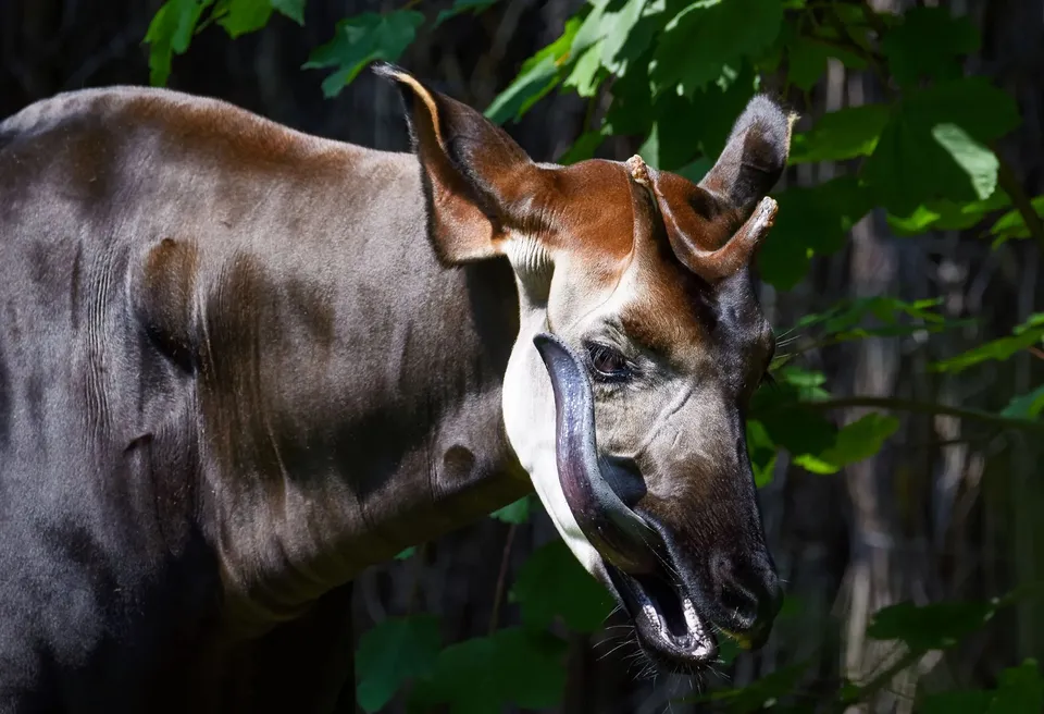 Wild animals DNA.jpg