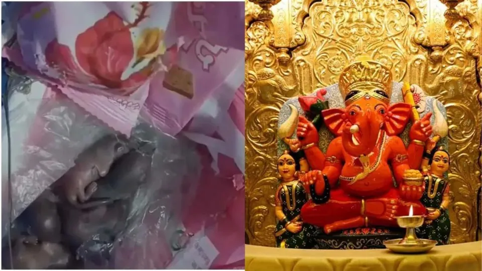 Siddhivinayak temple prasad mouse