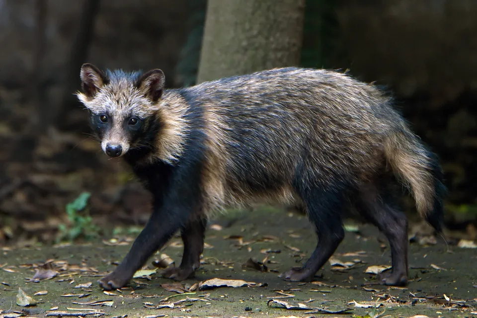 Raccoon Dog Covid