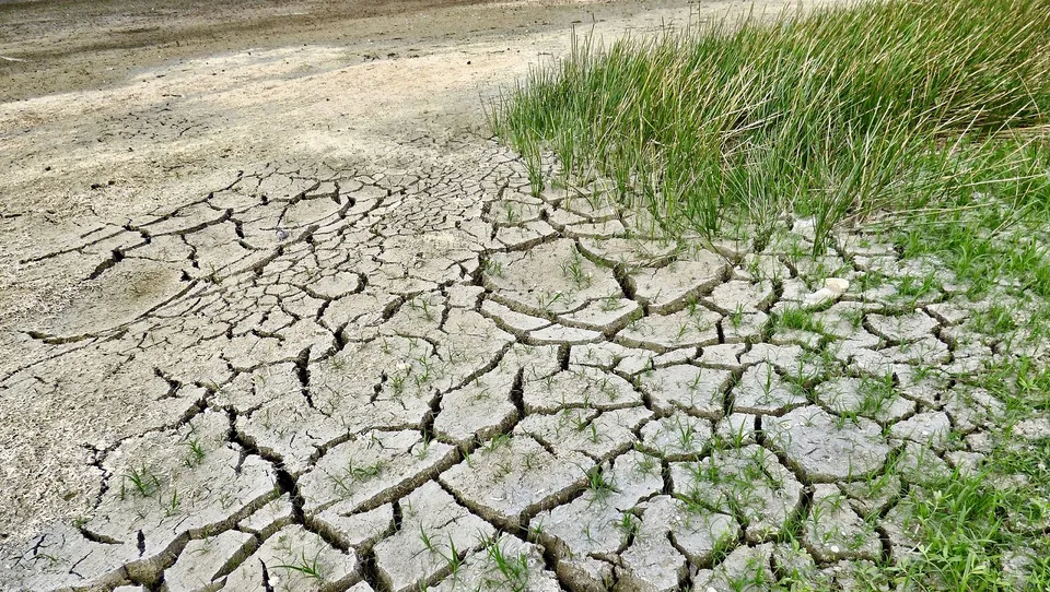  Green drought.jpg