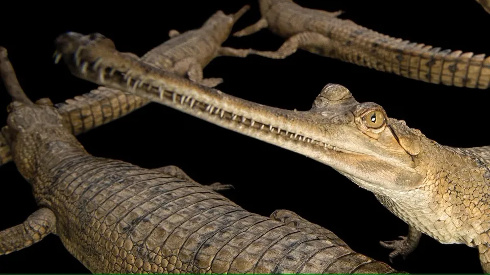 Indian Gharial