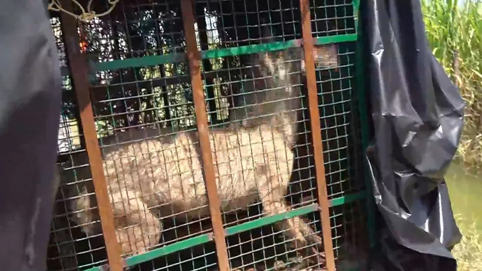 A wolf, part of a pack which has allegedly killed at least seven people, being taken in a cage after it was captured, in Bahraich district, Thursday, Aug 29, 2024.