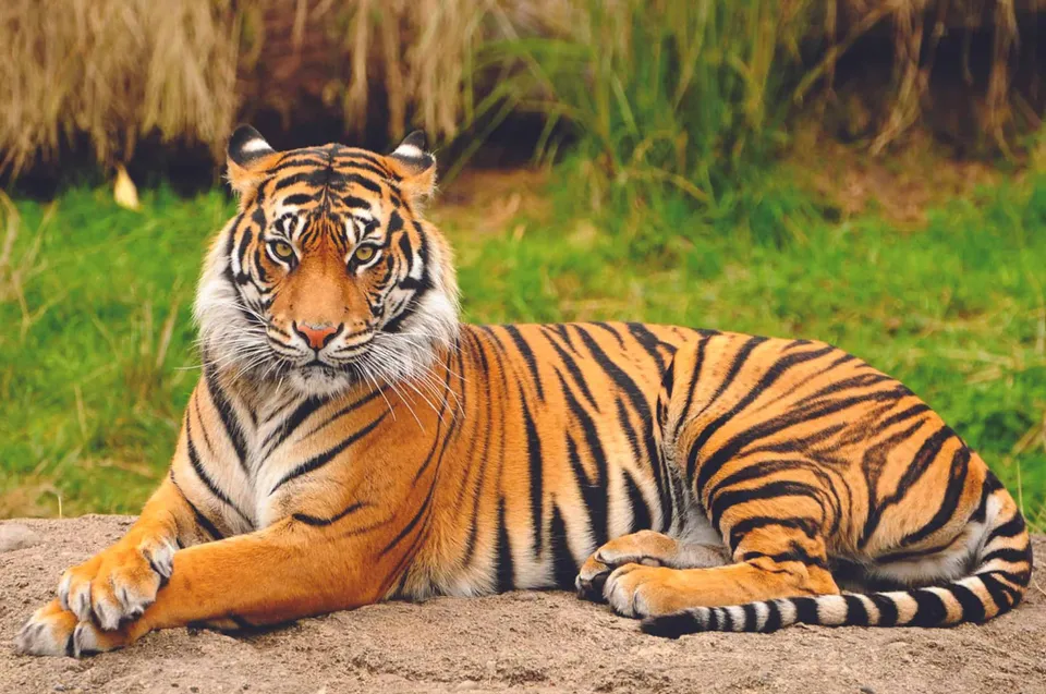 Tiger.jpg