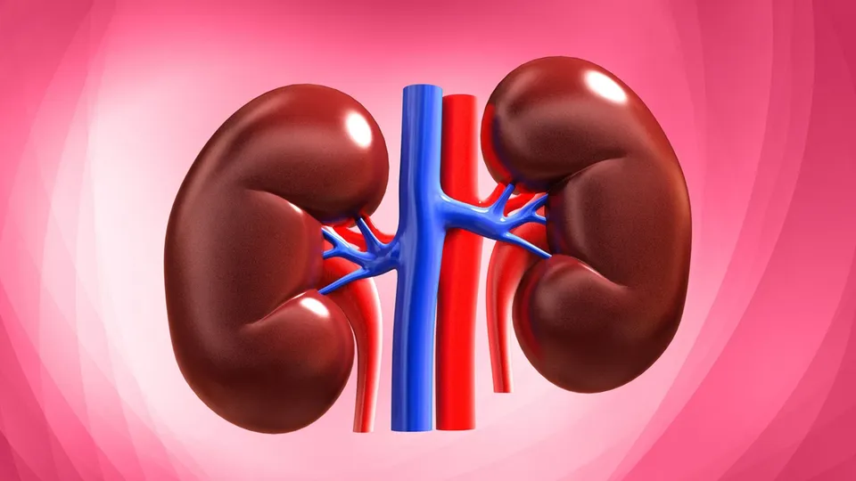Kidneys