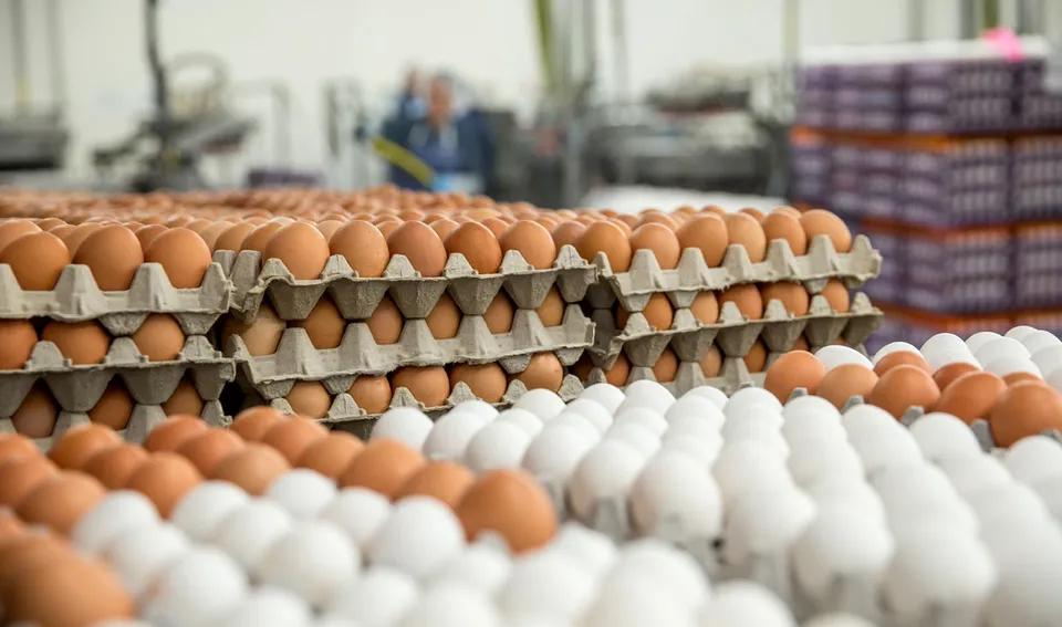 eggs TRADING.jpg