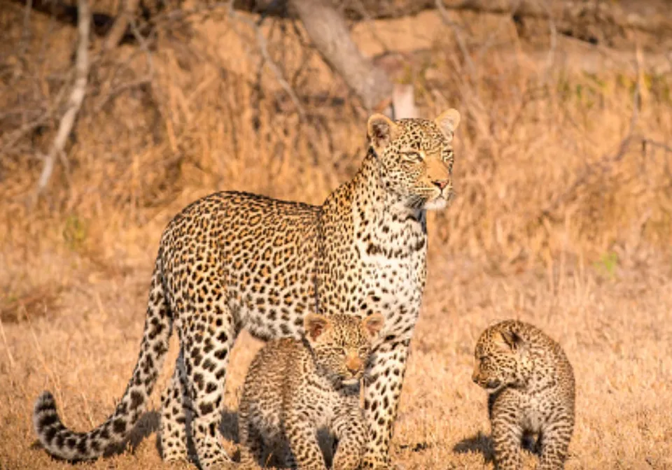 leopard and two cubs.jpg