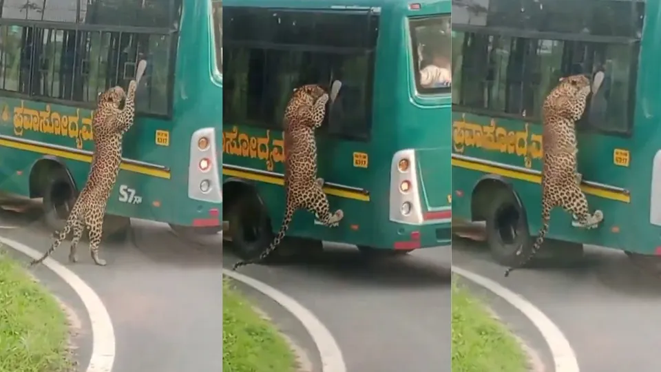 A leopard safari at Bannerghatta National Park near here turned quite adventurous for a group of tourists after a big cat suddenly leaped at the window of their bus
