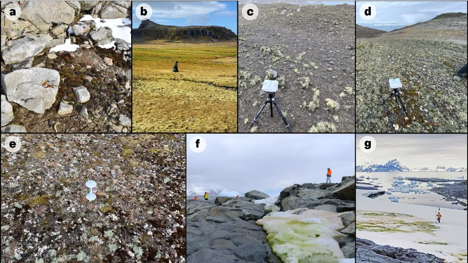 Antarctica Vegetation