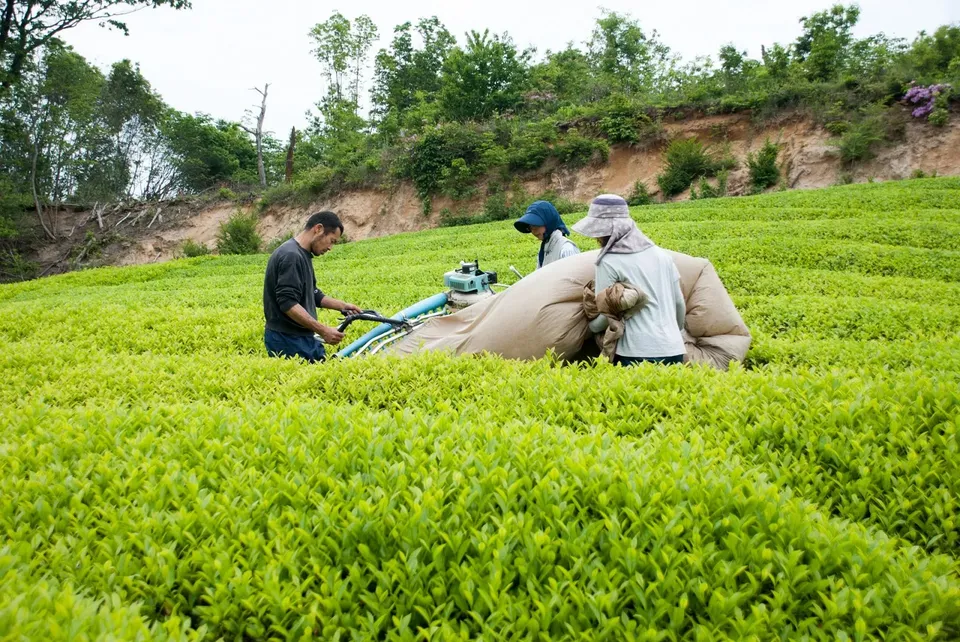 tea plucking machines